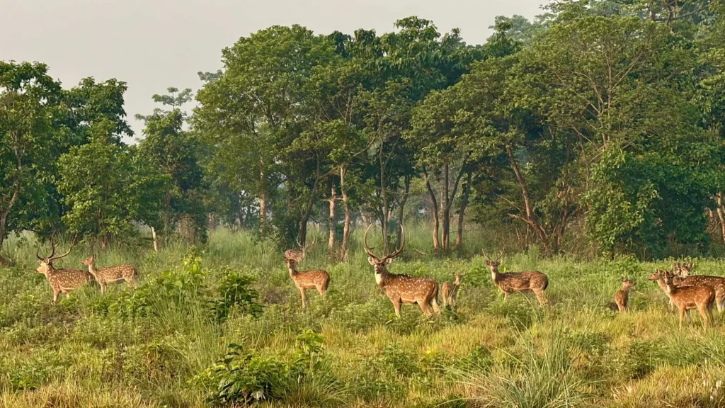 Chitwan Tour - Deer Spotted at Chitwan National Park