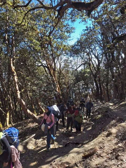 Forest path to Forest Camp with trekkers on the dry trail in the Mardi region, Nepal