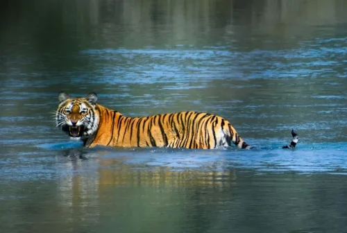 Bengal Tiger at Bardiya National Park
