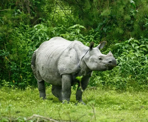 One horn Rhino at Bardiya National Park